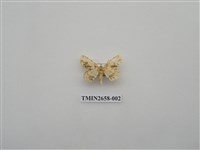 藏品(尺蛾194)的圖片